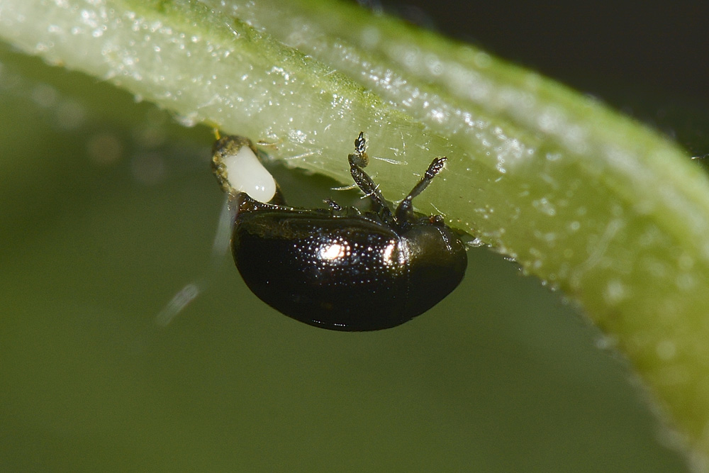 Oomorphus concolor, Chrysomelidae. 
